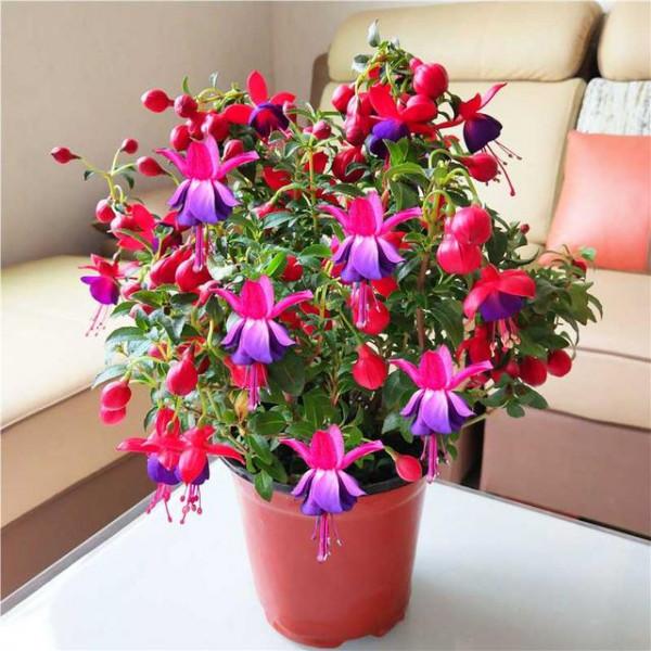 馬上就要過年了,還在為買什麼年宵花發愁嗎?推薦36種供你參考 馬上就要過年了,還在為買什麼年宵花發愁嗎?推薦36種供你參考