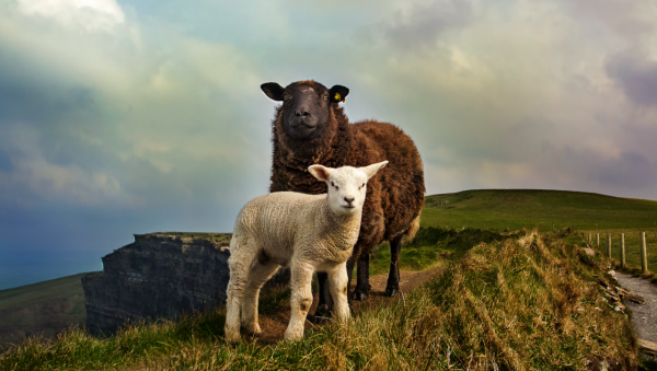 反敗為勝，敢於打逆風局的星座，富有忍耐力，有才華、有謀略