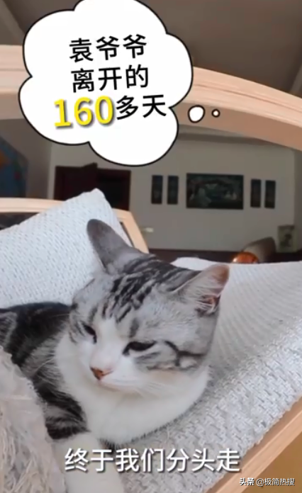 袁隆平爺爺的貓還在等他回家:到處都是他的味道,可是找不到他了 袁隆平爺爺的貓還在等他回家:到處都是他的味道,可是找不到他了