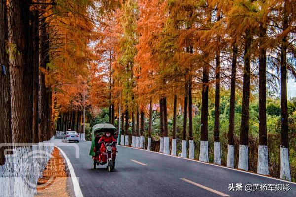 中國存在感最低的山區縣，有條公路落羽杉22公里，廣東很少人知道