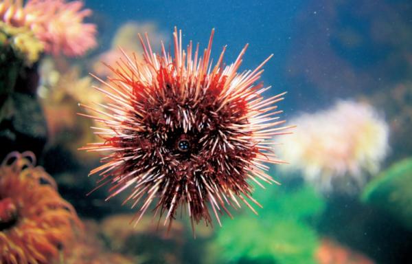 不講道理的天敵相剋:一物降一物,來看看海洋生物的食物鏈 不講道理的天敵相剋:一物降一物,來看看海洋生物的食物鏈