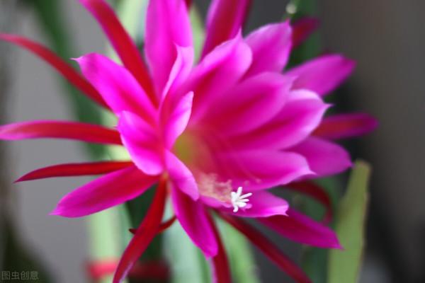 越養花越貧窮?其實養花也能賺錢,完全可以滿足養花的開銷 越養花越貧窮?其實養花也能賺錢,完全可以滿足養花的開銷