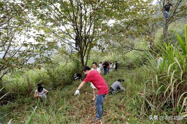 酷似板栗，年產8萬噸不夠吃，一斤12元常去撿，9月正當季