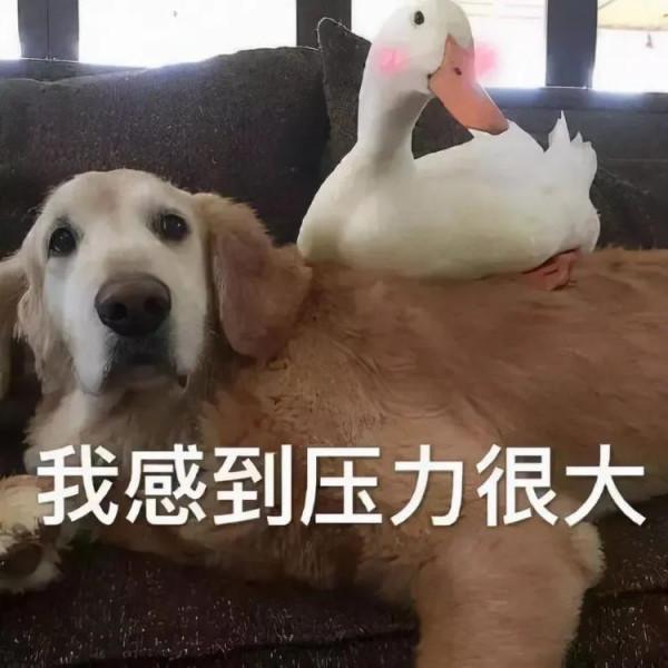 率土之濱：南北賽季究竟是養肝還是爆肝劇本？