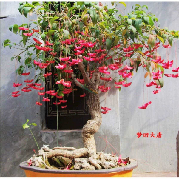 1種花俗稱“搖錢樹”,滿盆長滿小元寶,大吉大利,好看吉祥 1種花俗稱“搖錢樹”,滿盆長滿小元寶,大吉大利,好看吉祥