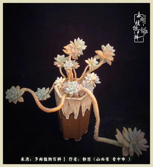 這低谷的一年,感謝多肉的陪伴 這低谷的一年,感謝多肉的陪伴