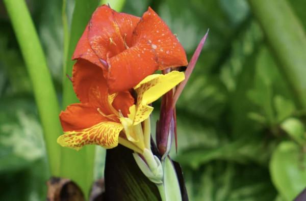 20種充滿活力的橙黃色花卉,來為你的生活注入快樂吧 20種充滿活力的橙黃色花卉,來為你的生活注入快樂吧