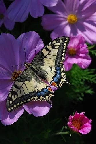 分享——美麗的蝴蝶