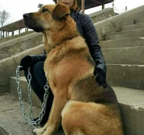 狗不死家：曾經農村大笨狗的幾種死亡方式