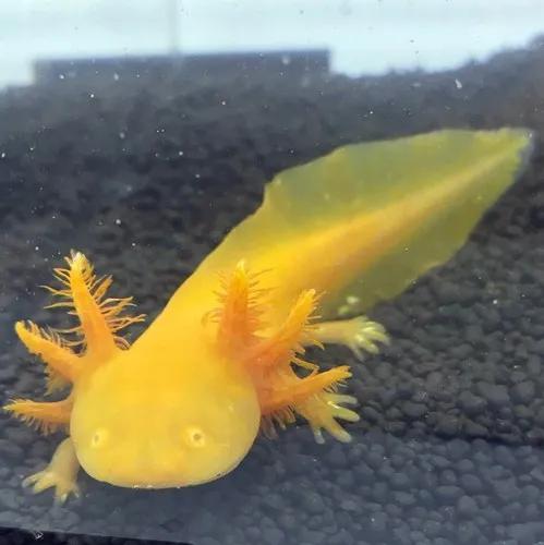 世界之大無奇不有&bull;美麗的六角恐龍魚百科