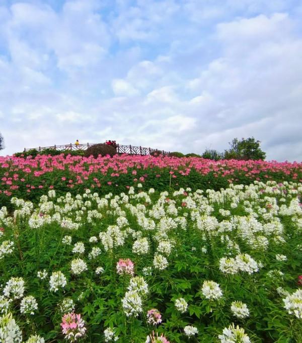 繽紛花海，果蔬採摘，房車露營......中秋出遊就來羊昌！