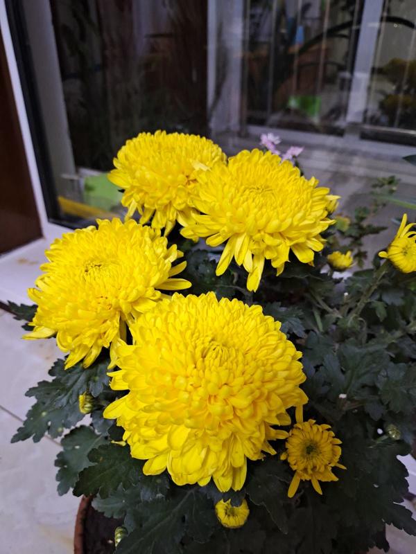 秋天養盆“俏姑娘”，只有秋天才豔麗，錯過又要等一年