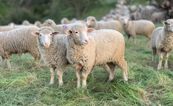 反敗為勝，敢於打逆風局的星座，富有忍耐力，有才華、有謀略