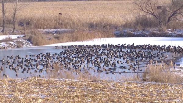 五師：改善匯河溼地生態環境 築牢野生鳥類棲息家園
