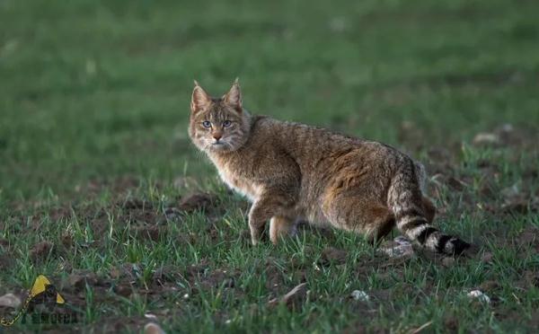 霸氣歸山！青海一隻荒漠貓為啥引起了全網關注？