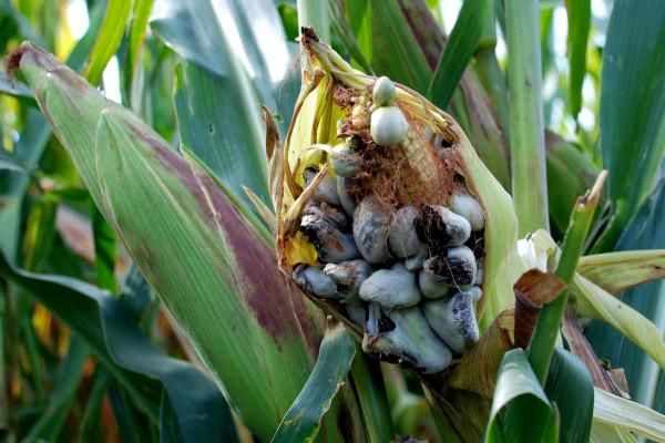 玉米上長出的“瘤狀物”，能賣出高價，有人卻直接當垃圾扔掉？