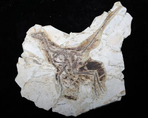 博學一“夏”|“化石”裡的故事,聽我說給你來聽…… 博學一“夏”|“化石”裡的故事,聽我說給你來聽……