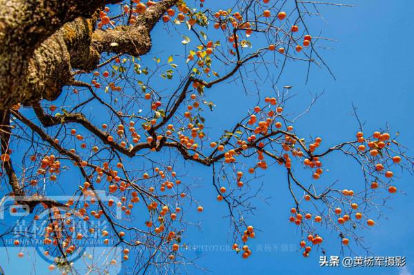 廣東客家人最多的縣,戶籍人口1524184人,山水如畫故鄉柿子味美 廣東客家人最多的縣,戶籍人口1524184人,山水如畫故鄉柿子味美