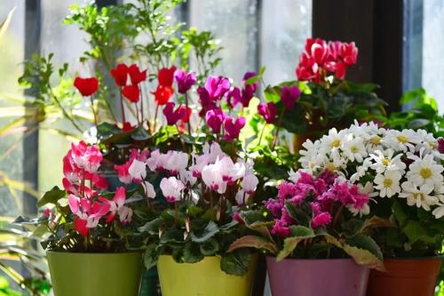 適合窮養的“5種花”，用小盆，少管一些更利於生長和開花