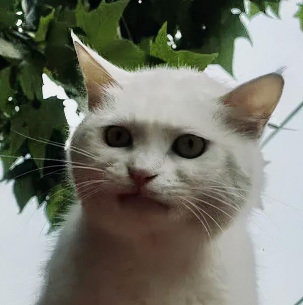 岳家槍和楊家槍能區分了嗎？