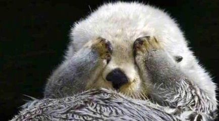 動物的迷之可愛習性，企鵝認人做&OpenCurlyDoubleQuote;大哥&rdquo;，小熊貓的威嚇認真的？