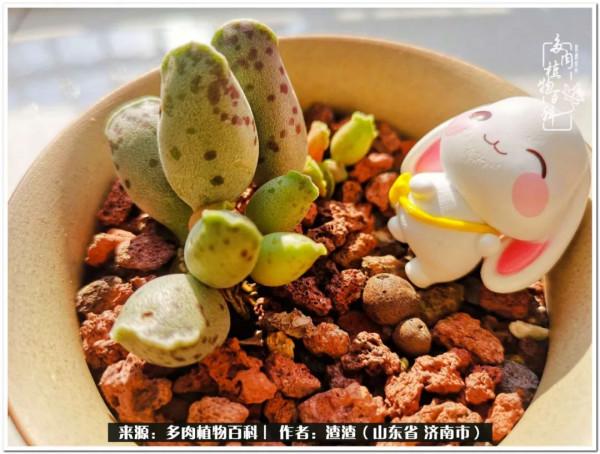 一個不稱職90後的闡述：何以解憂？唯有多肉