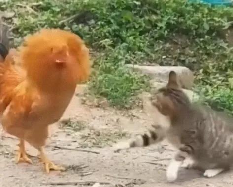 丟盡了貓臉，居然被一隻雞打的滿地找牙