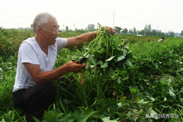 紅薯旺長,如何科學控旺促高產?農業專家分享兩個實戰經驗 紅薯旺長,如何科學控旺促高產?農業專家分享兩個實戰經驗