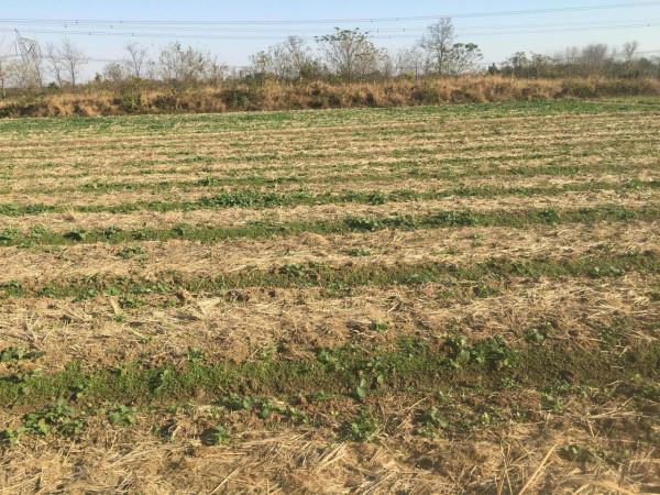 2022年的油菜籽會達到一個什麼樣的價格 2022年的油菜籽會達到一個什麼樣的價格