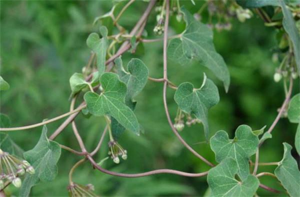 石縫裡一種“白人參”,路過不留意當雜草,少有人知具體珍貴价值 石縫裡一種“白人參”,路過不留意當雜草,少有人知具體珍貴价值