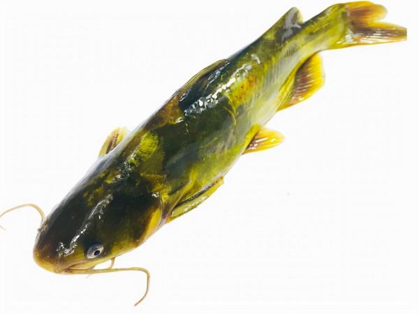 肉質最好的8種魚，魚刺少，味道好，家裡有寶寶的建議收藏