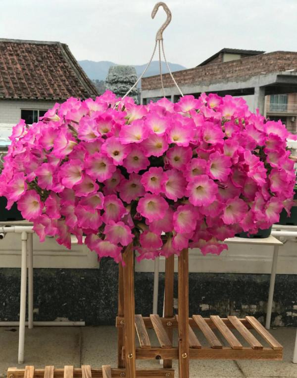矮牽牛花，要想開花爆盆，就要大剪大修，有舍才有得