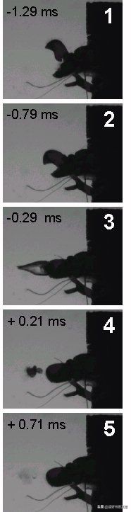 世界上有能夠放電的生物,比如電鰻,為什麼沒有會噴火的動物? 世界上有能夠放電的生物,比如電鰻,為什麼沒有會噴火的動物?
