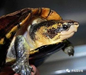 龜從冬眠中甦醒後，餵食還得有原則