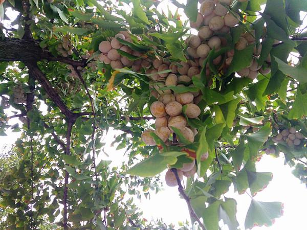 秋天的銀杏村 秋天的銀杏村