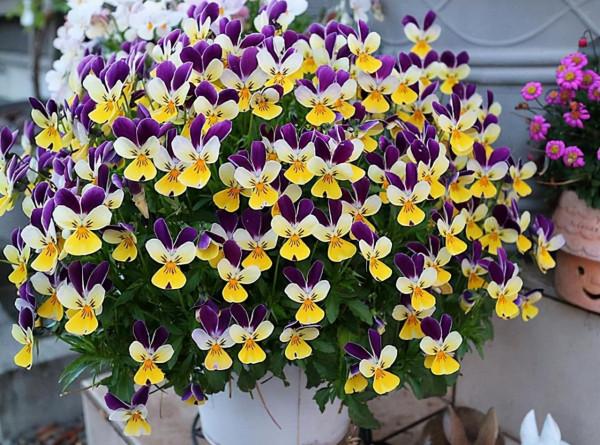 學會三色堇的種植方法，養出一院子的“彩虹花”，指日可待