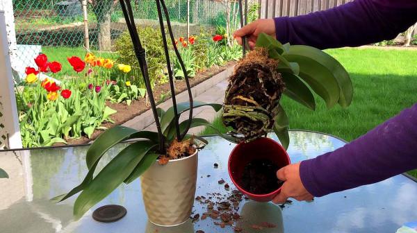 8種&OpenCurlyDoubleQuote;矯情&rdquo;年宵花，幹不得，澆不得，十有八九養不好