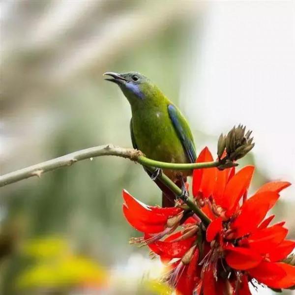 50只美麗的鳥兒，鳥語花香，鶯歌燕舞，真的太美了