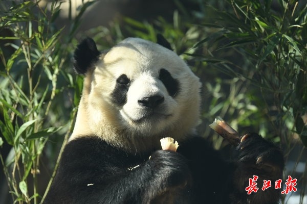 北京動物園看&OpenCurlyDoubleQuote;冰墩墩&rdquo;原型 &vert; 松哥看冬奧