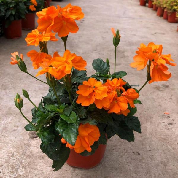 堪稱“養花利器”的黃豆該怎麼用？2種技巧，任你選擇