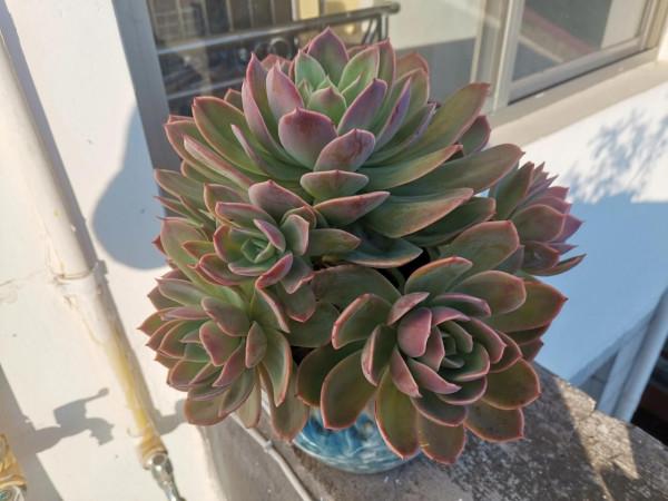 雞肋一樣的多肉