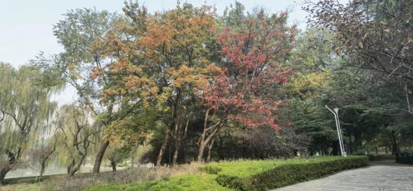 北方的秋天絢麗多彩