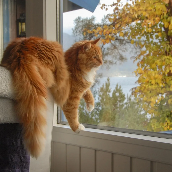 出生不幸的小橘貓，愛上了戶外旅行，擺脫了十橘九胖的魔咒