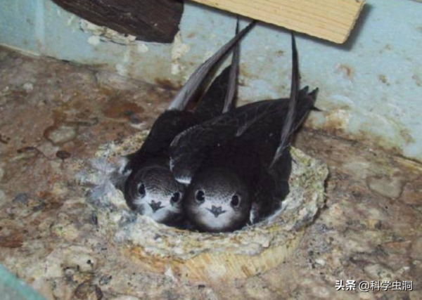 邊飛邊睡的雨燕，落地幾乎等於送死，它們是如何繁衍的？