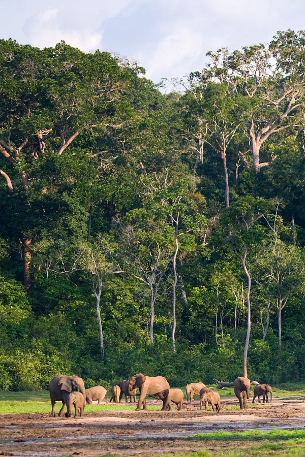 2021年度動物，是誰？