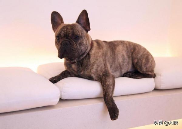 世界上50個最受歡迎的犬種的起源 世界上50個最受歡迎的犬種的起源