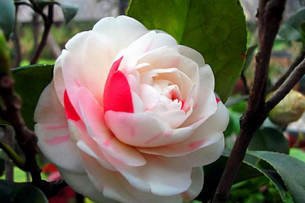 5種花,冬天的院子也能種,院子照樣色彩斑斕 5種花,冬天的院子也能種,院子照樣色彩斑斕