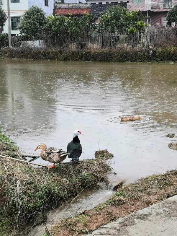 外婆家的可愛鴨鴨