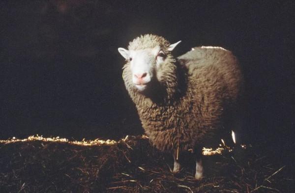 為什麼現在很少提“克隆”了?多莉的一生就是答案,太可憐了 為什麼現在很少提“克隆”了?多莉的一生就是答案,太可憐了