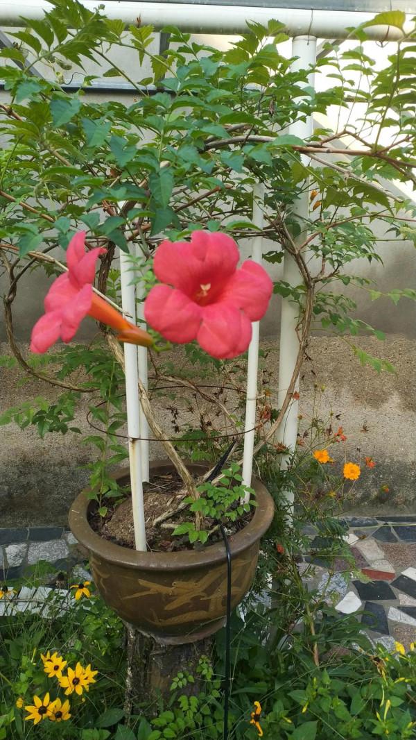 推薦:凌霄花 推薦:凌霄花